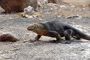 iguana terreste / landleguan